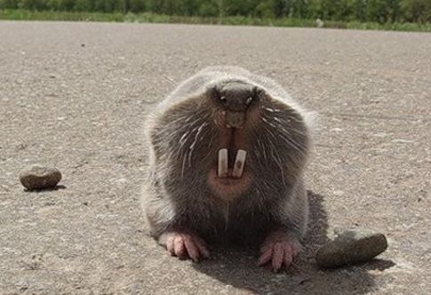 Γιατί οι τυφλοπόντικες δεν παθαίνουν ποτέ καρκίνο